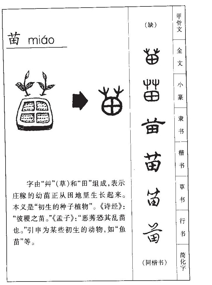 苗字五行属什么_苗字取名寓意内涵