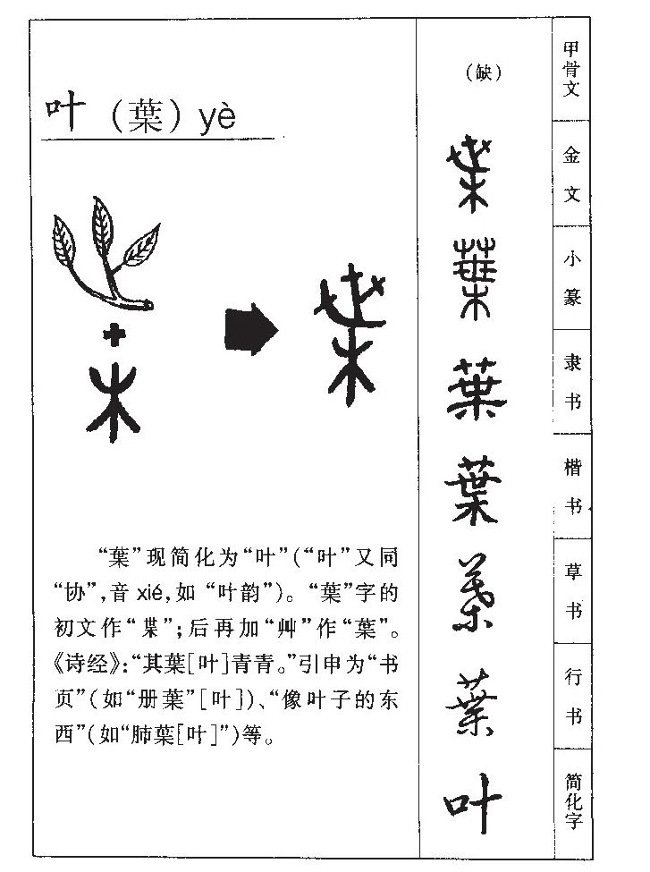 叶字五行属什么_叶字取名寓意内涵