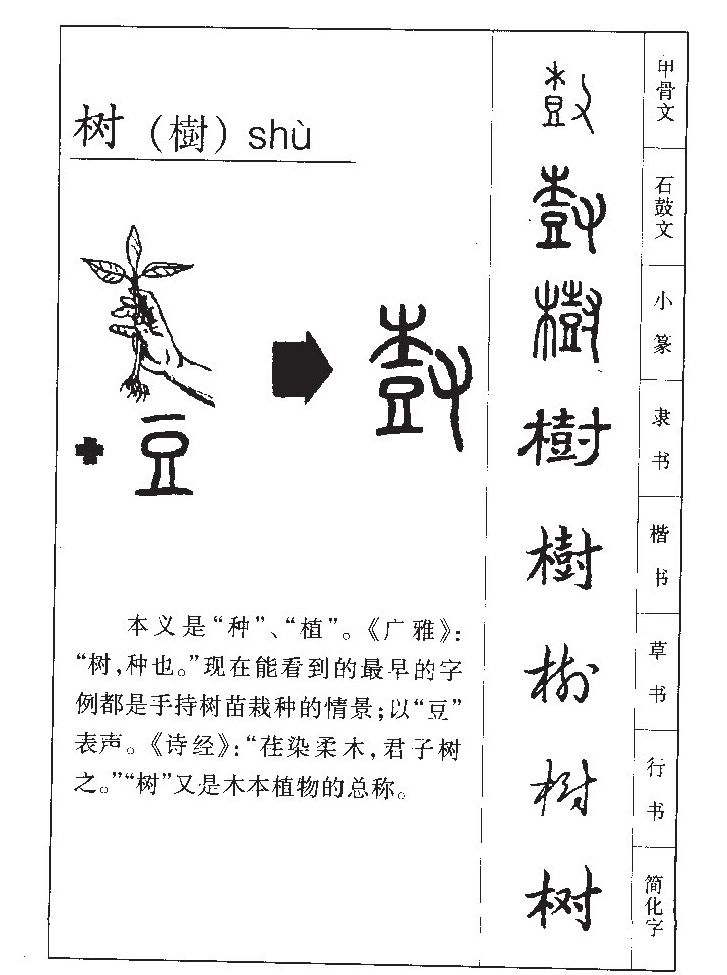 树字五行属什么_树字取名寓意内涵